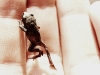 Kleiner Frosch